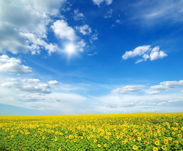 Campo de girasoles