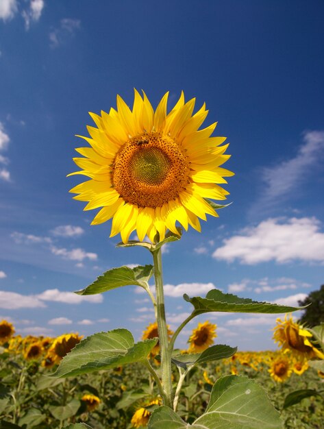 Campo de girasoles