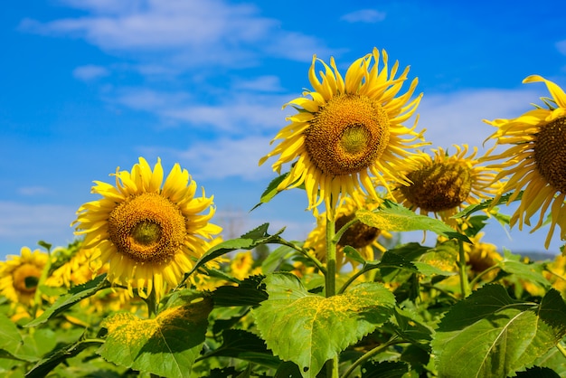 Campo de girasoles