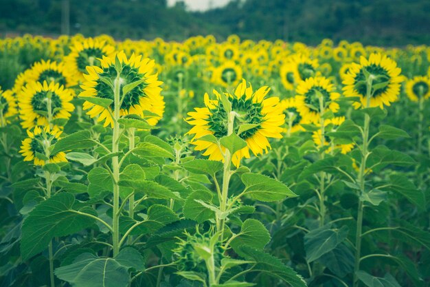 Foto campo de girasoles