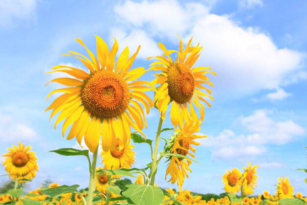 Campo de girasoles