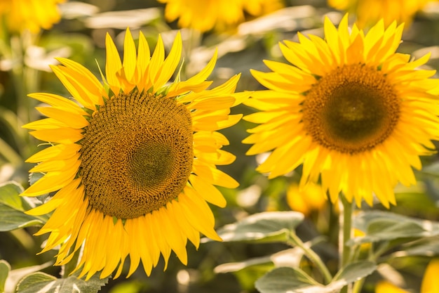 Campo de girasoles