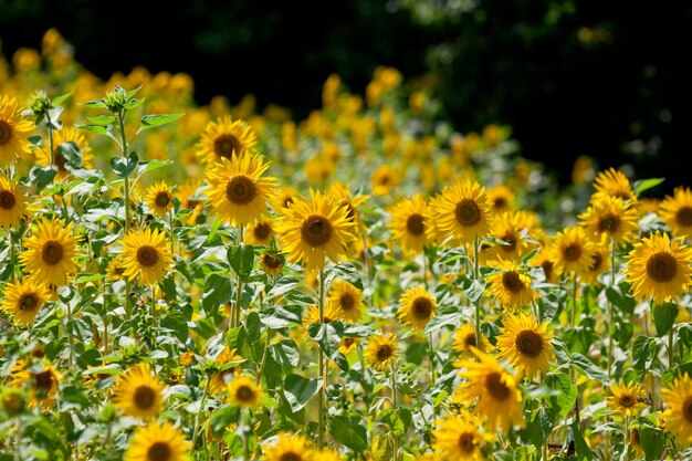 Campo de girasoles.