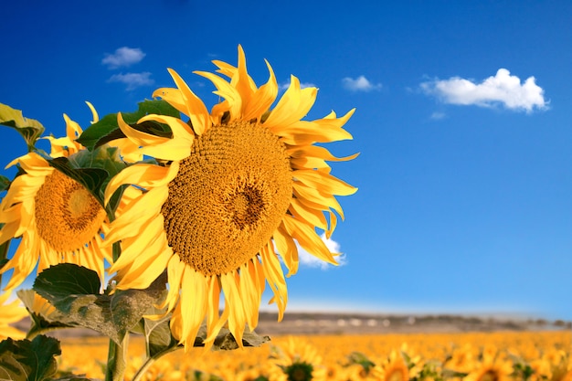 Un campo de girasoles