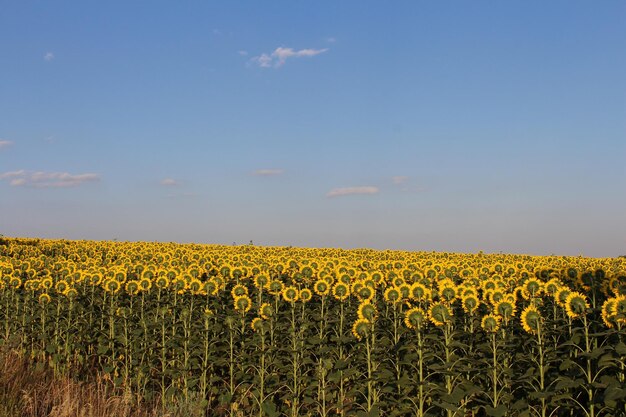 Un campo de girasoles