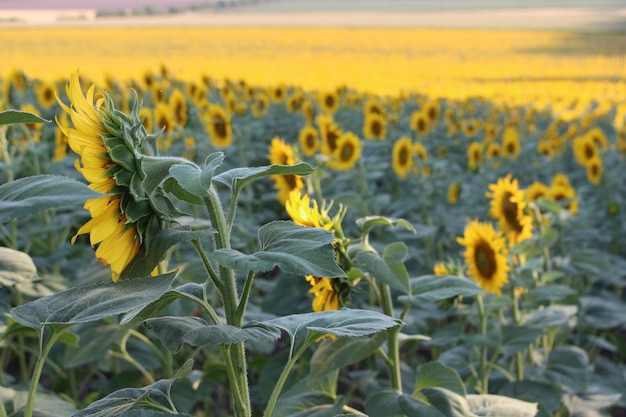 Un campo de girasoles