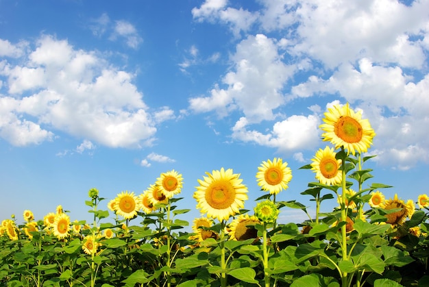 El campo de girasoles