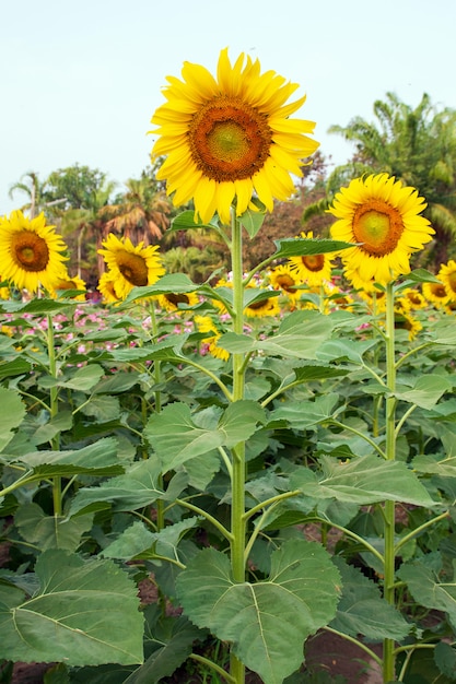 Campo girassol, de, girassóis