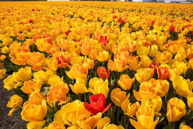 Un campo de grandes y hermosos tulipanes amarillos están floreciendo tulipanes holandeses