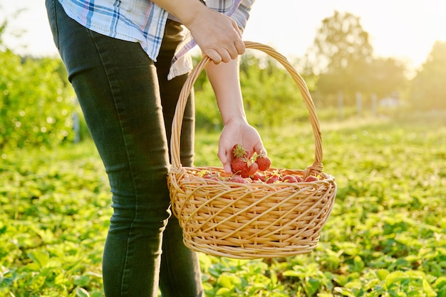 Campo de granja con mujer de fresas caminando con una canasta de bayas frescas escogidas
