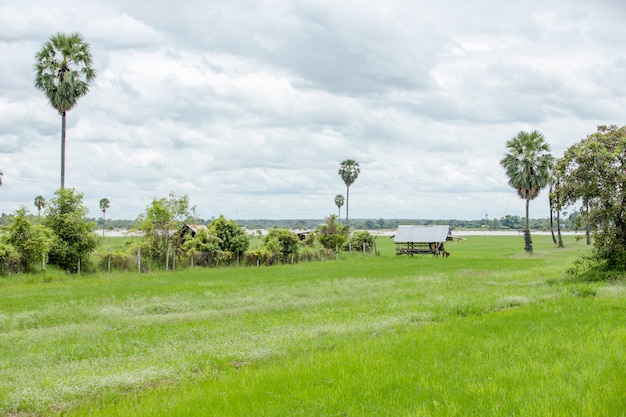 campo de granjero al aire libre y cocotero