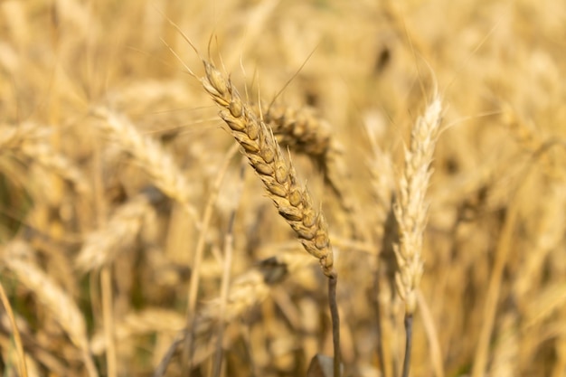 Campo de grano de cebada espigas doradas de cebada closeup Trigo El concepto de producción agrícola