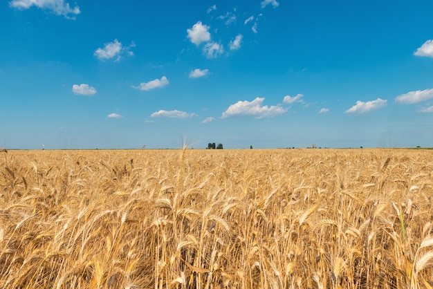 Foto campo de grano dorado