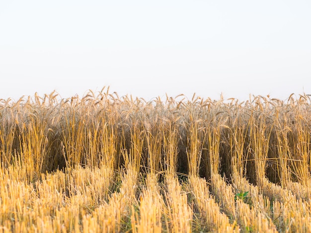 Campo de grano maduro brillante cosecha de trigo amarillo