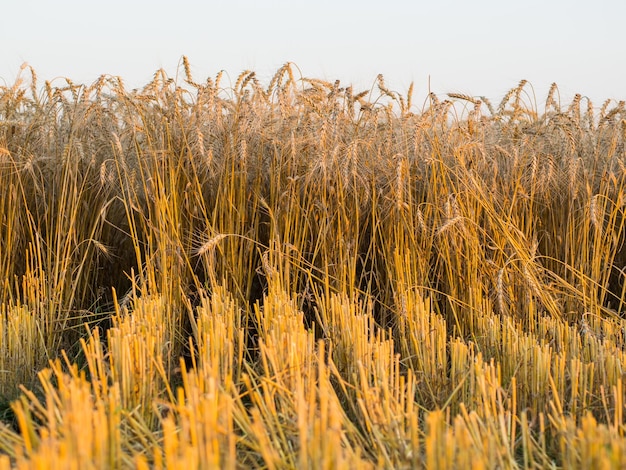 Campo de grano maduro brillante cosecha de trigo amarillo