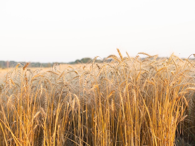 Campo de grano maduro brillante cosecha de trigo amarillo