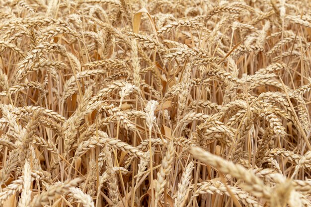 Campo con grano, trigo cerca