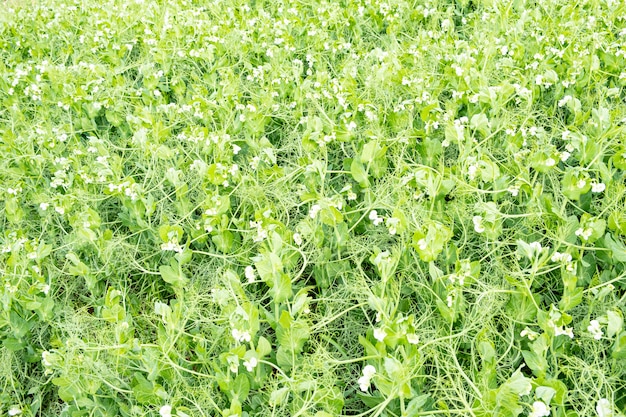 Campo de guisantes en flor en primavera