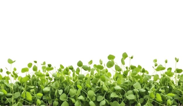 Foto campo de guisantes sobre un fondo blanco producto natural aislado horizonte de fondo del cielo maqueta de banner de encabezado con espacio de copia generado por ia