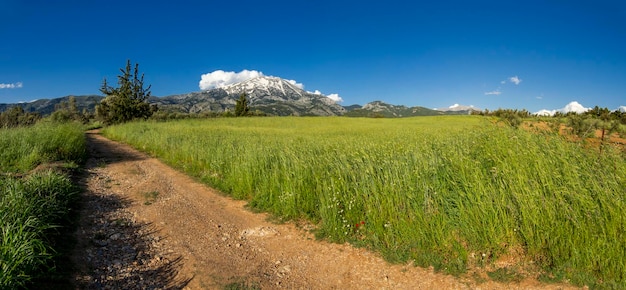 Un campo de guisantes verdes contra la carretera nacional y el cielo azul con nubes en un pueblo griego en Grecia