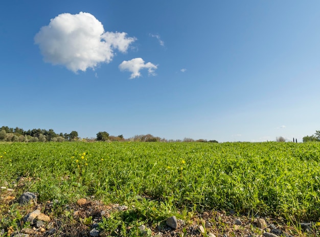 Un campo de guisantes verdes contra la carretera nacional y el cielo azul con nubes en un pueblo griego en Grecia