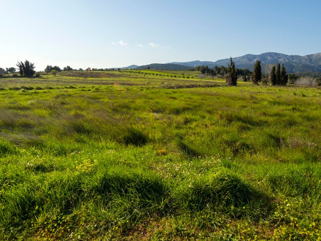 Un campo de guisantes verdes contra la carretera nacional y el cielo azul con nubes en un pueblo griego en Grecia