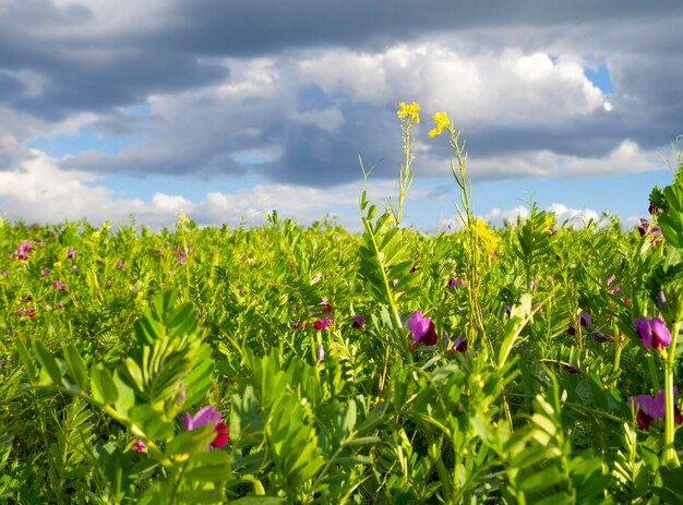 Un campo de guisantes verdes contra un cielo azul con nubes en un pueblo griego en la isla de Evia en Gre