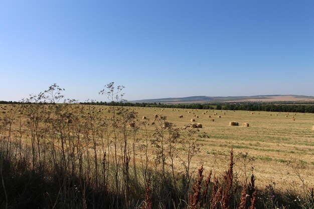 Un campo de heno con árboles y cielo azul.