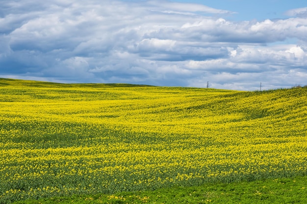 Campo de hermosa flor dorada primaveral de canola colza de colza en latín Brassica napus con fondo de cielo y hermosas nubes la colza es una planta para la industria verde