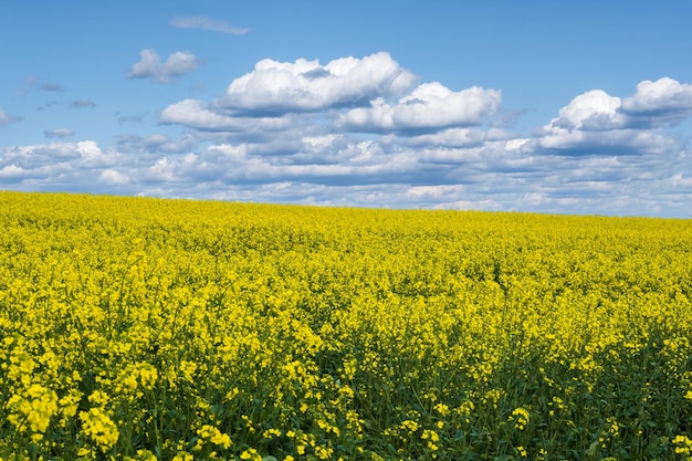 Campo de hermosa flor dorada primaveral de canola colza de colza en latín Brassica napus con fondo de cielo y hermosas nubes la colza es una planta para la industria verde