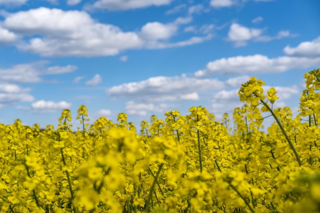 Campo de hermosa flor dorada primaveral de colza con canola colza de cielo azul en latín Brassica napus con camino rural y hermosa colza de nube es planta para la industria verde