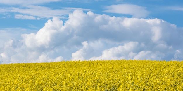 El campo de la hermosa flor dorada primaveral de la colza es una planta para la industria verde