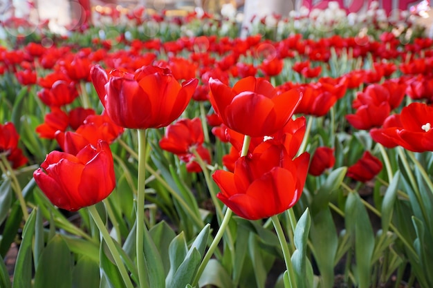 Campo de la hermosa flor de tulipán rojo