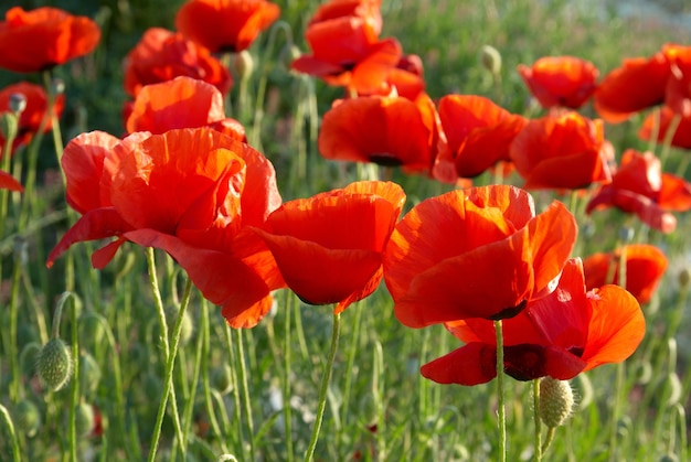 Campo de hermosas amapolas rojas con hierba verde