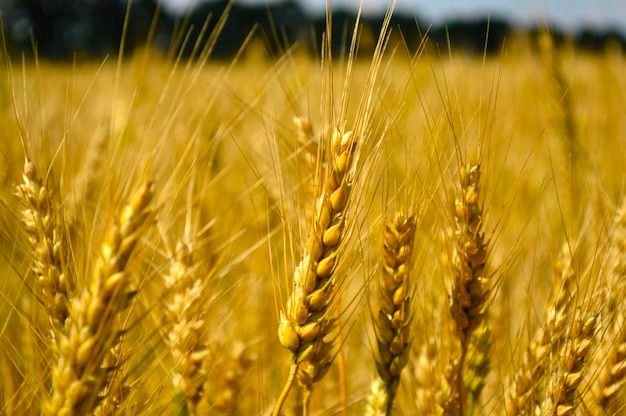 Campo con hermosas espiguillas de trigo