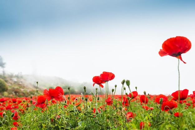 Campo con hermosas flores decorativas de amapolas rojas. Isla de Santorini, Grecia. Pequeña profundidad de nitidez