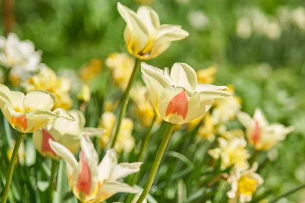 Campo hermoso del tulipán anaranjado y amarillo en primavera, fondo natural