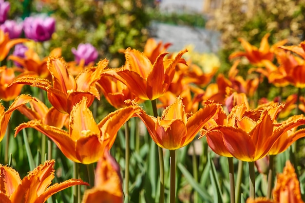 Campo hermoso del tulipán anaranjado y amarillo en primavera.