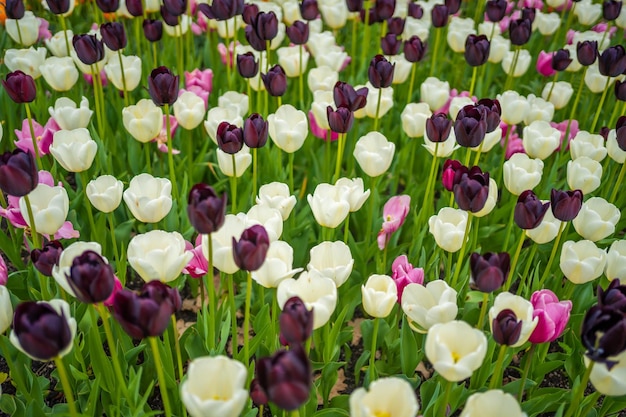 Campo de hermosos tulipanes de diferentes variedades y diferentes colores vibrantes que florecen en primavera gar