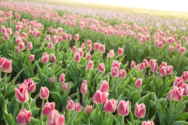 Campo de hermosos tulipanes en flor