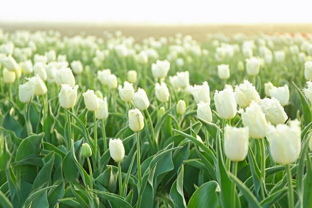 Campo de hermosos tulipanes en flor