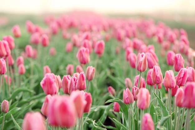 Campo de hermosos tulipanes en flor