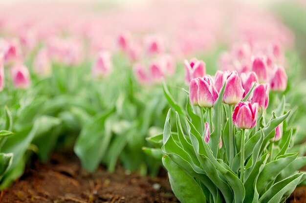 Un campo de hermosos tulipanes en flor