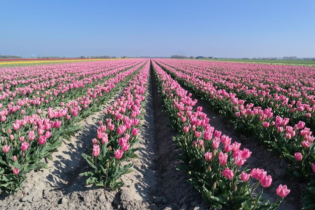 un campo de hermosos tulipanes en holanda