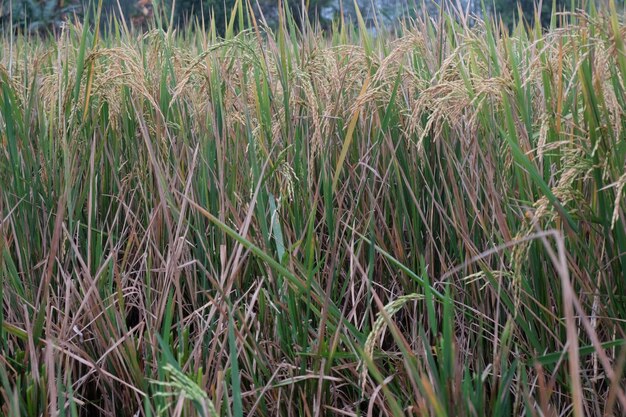 Un campo de hierba alta con la palabra arroz