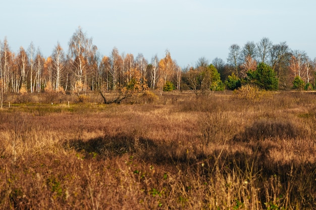 Foto campo de hierba amarilla frente al bosque de otoño.