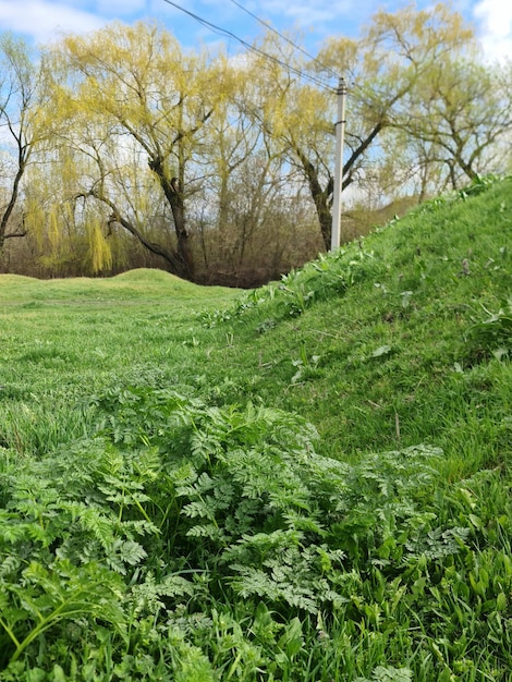 Un campo de hierba con un árbol al fondo y un cartel que dice "primavera".