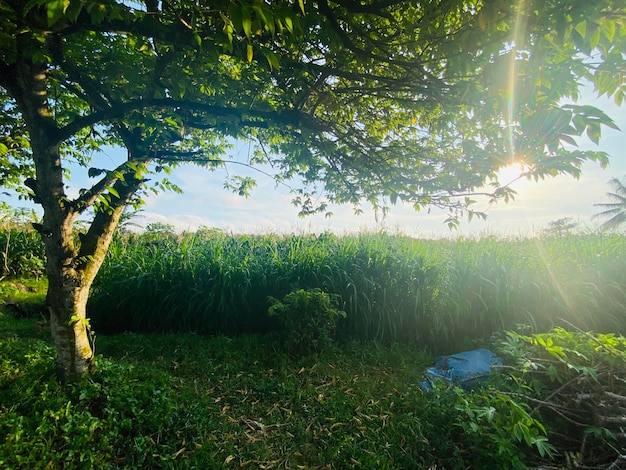 Un campo de hierba con un árbol en primer plano y el sol brillando a través de los árboles