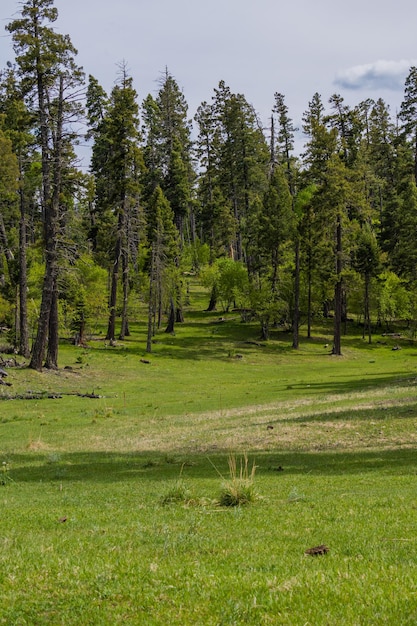 Un campo de hierba con árboles al fondo.