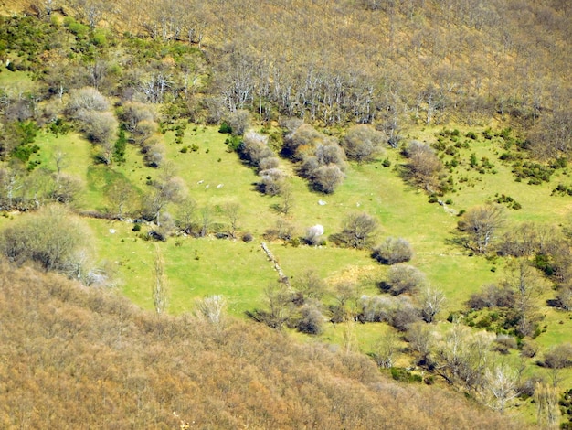 Un campo de hierba y árboles con algunos árboles a la derecha.